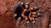 This stunning tarantula, which lives mainly on the Pacific coast of Mexico, resides in burrows, hurrying out to prey on insects, small frogs, lizards, and mice. (© AMNH\R. Mickens)