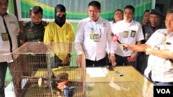 Penangkapan seorang tersangka penjual satwa dilindungi melalui media sosial (baju kuning), di Deli Serdang, Sumatera Utara, Rabu (12/9). (Foto: VOA/Anugrah)