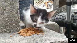 Seekor kucing di Balaikota Bandung nampak menikmati pakan yang diberikan sukarelawan, Minggu (9/2). (VOARio Tuasikal)