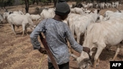 Un enfant peul veillant sur les vaches près de Kaduna, Nigeria, le 22 février 2017.