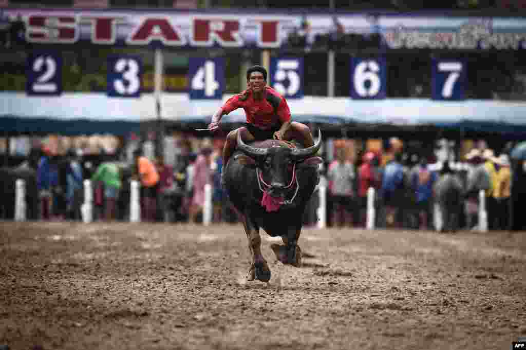 A jockey races a buffalo during the annual Chonburi Buffalo Race in Chonburi, Thailand, Oct. 12, 2019.