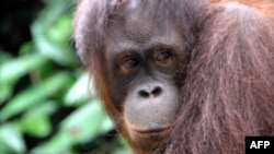 Simpanse dan orangutan mengalami krisis paruh baya seperti manusia, ditandai dengan emosi yang labil. (Foto: Dok)