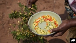 Chilies are harvested in a plot that is part of a climate-smart agriculture program funded by the U.S. Agency for International Development in Chipinge, Zimbabwe, Sept. 19 2024.