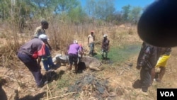 Bazama ukuhlenga inkomo ewele endaweni okulensakela yokwenjiwa yinkampani yakweleChina