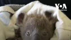 Історія осиротілої коали Міні. Відео