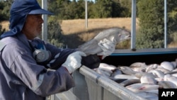 A worker holds a salmon as the fish are loaded onto a truck at the Fiordo Austral (Southern Fjord) company in Calbuco, near Puerto Montt, Chile on March 5, 2016.