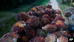 Buah kelapa sawit diangkut ke dalam truk di sebuah perkebunan kelapa sawit di Sumatera, 13 November 2017. (AP Photo/Binsar Bakkara)
