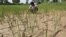 FILE - A farmer removes dried plants from his parched paddy field on the outskirts of Ahmedabad, India, Sept. 8, 2015. India pins its hopes on a plentiful monsoon to ease severe water shortages and farm crisis.