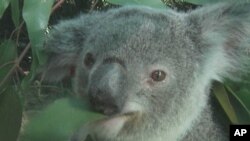 Australia's koala face extinction from an AIDS-like virus