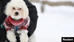 A dog is covered with snow at Feldberg mountain near Frankfurt, Germany, Jan. 5, 2017. Temperatures in Germany dropped to minus 25 Celsius overnight. 