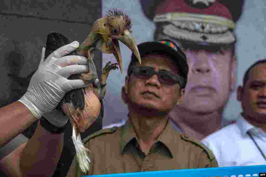 An Indonesian official displays a seized baby wreathed hornbill during a press conference in Surabaya, East Java. Authorities said early January they had seized 27 cockatoo parrots and dozens of other animals sold online.