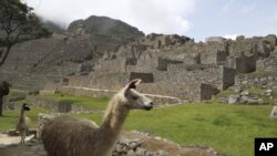 Llamas caminan dentro del sitio arqueológico vacío de Machu Picchu, sin turistas, mientras está cerrado en medio de la pandemia COVID-19, en el departamento de Cusco, Perú.