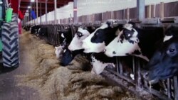 Turning Methane From Manure Into Electricity