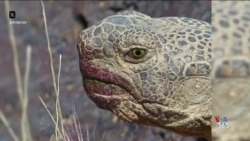 آمریکا از لنز دوربین - لاک پشت یا کاکتوس؟ مراقب حیات وحش باشید