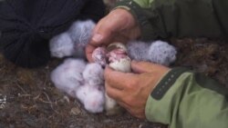 走进美国：阿拉斯加的冻原雪鸮