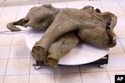 Scientists Display Child Mammoth Preserved for fifty,000 Years in Siberia