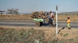 Sam Callisto Kabhara sells firewood in Norton town in Zimbabwe. He blames Mugabe’s 37-year rule for his unemployment. (C.Mavhunga/VOA)