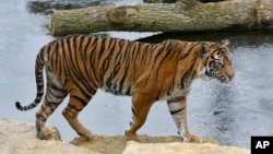 Inilah Melati (10 tahun), harimau betina di kebun binatang London yang bernasib nahas, tewas diserang oleh Asim, harimau jantan yang baru saja dipindahkan dari Denmark (foto: AP).