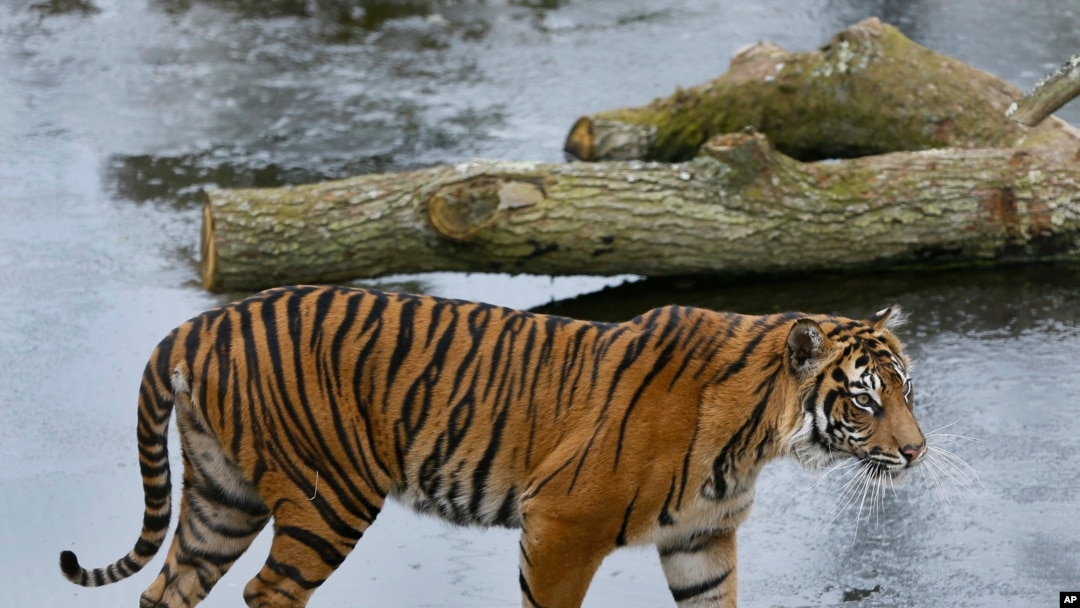 Inilah Melati, harimau betina di kebun binatang London yang bernasib nahas, tewas diserang oleh Asim, harimau jantan (Foto: AP).