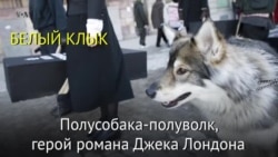 Самые известные собаки из американской литературы и кино