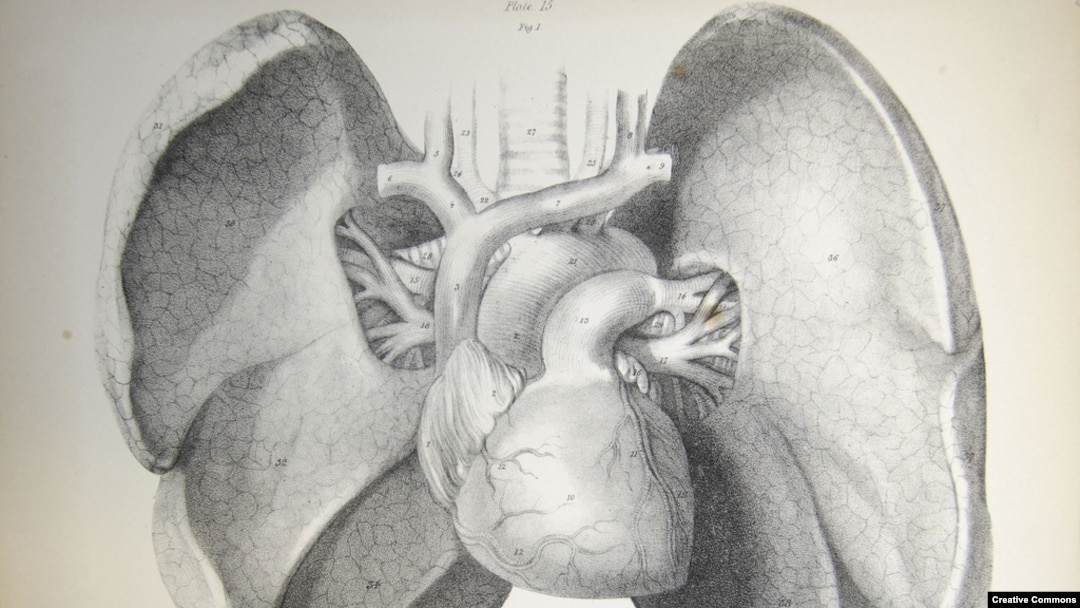 A new study says your lungs can sense odors, but that they do so much differently from your nose. (Via <a href="http://www.flickr.com/photos/liverpoolhls/">Flickr</a>)