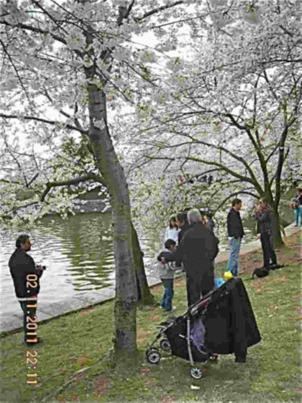 فستیوال شکوفه های گیلاس در واشنگتن ۲۰۱۱