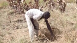 Yadda Gwamnati Ta Ba Manoman Borno Kariya Don Komawa Gonakinsu