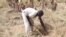 Yadda Gwamnati Ta Ba Manoman Borno Kariya Don Komawa Gonakinsu