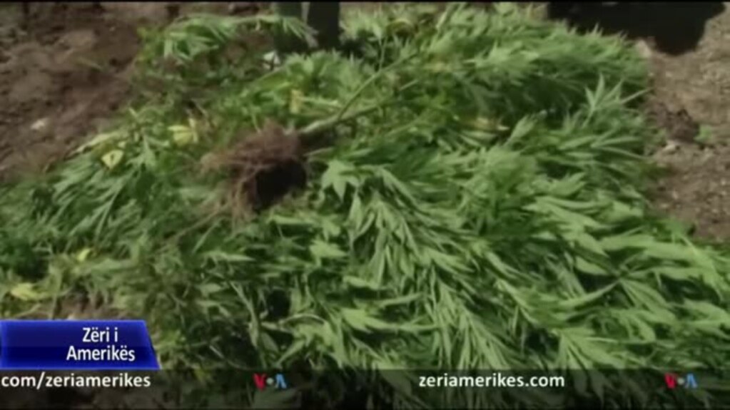 Shqipëri, Kultivimi i bimëve narkotike vazhdon edhe gjatë pandemisë