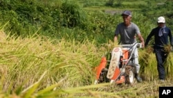 FILE - A farmer operates a harvester on a rice terrace during the harvest in Kamimomi village, Okayama prefecture, Japan, on Sept. 7, 2024. 