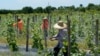 Trabajadores de la agricultura, en su mayoría inmigrantes, durante una jornada de trabajo en Homestead, Florida, el 5 de septiembre de 2023.