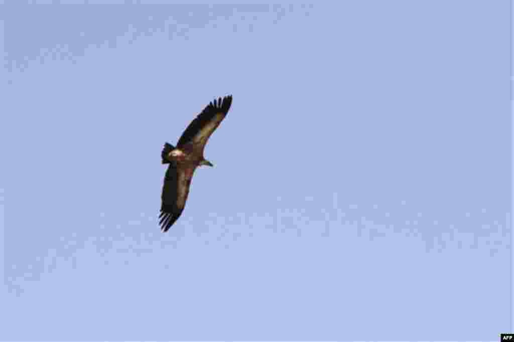 An eagle flies in the sky after having been released at an observation point in Nahal Hatzatz, Judean Desert, Monday, Nov. 15, 2010. The Society for the Protection of Nature in Israel trapped 14 eagles in the past days and released them after the birds un