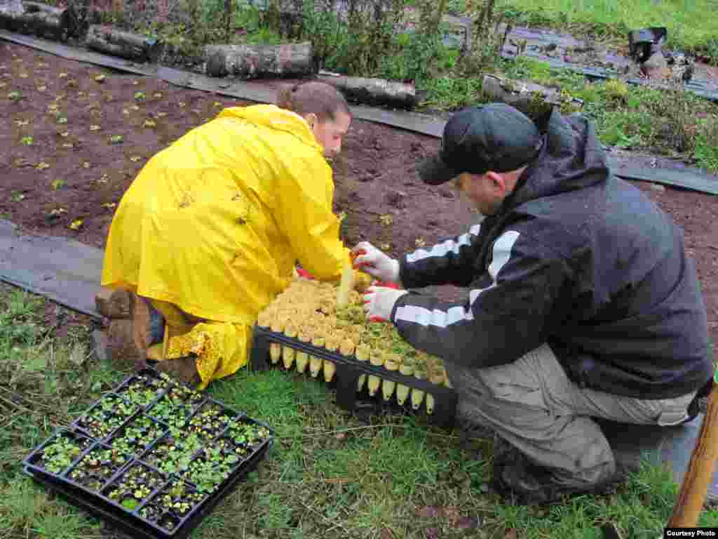 Inmate Adrianne Crabtree and ODOC Captain Chad Naugle plant violets in a meadow of the Siuslaw National Forest to support recovery of the threatened Oregon Silverspot butterfly. (Larkin Guenther, IAE)