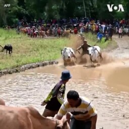 Lễ hội đua bò ở Indonesia