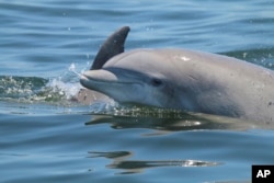 In this May 2019 photo provided by the Potomac-Chesapeake Dolphin Project, dolphins swim together in the Potomac River between Lewisetta and Smith Point, Va. While friendly close contact is essential to dolphin social bonds, sharing space and air can also quickly spread disease. (Ann-Marie Jacoby/Potomac-Chesapeake Dolphin Project via AP)