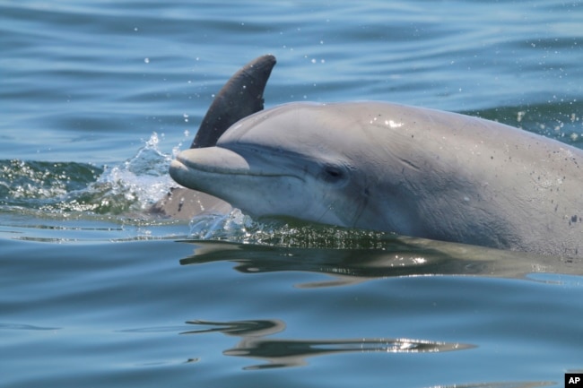 In this May 2019 photo provided by the Potomac-Chesapeake Dolphin Project, dolphins swim together in the Potomac River between Lewisetta and Smith Point, Va. While friendly close contact is essential to dolphin social bonds, sharing space and air can also quickly spread disease. (Ann-Marie Jacoby/Potomac-Chesapeake Dolphin Project via AP)