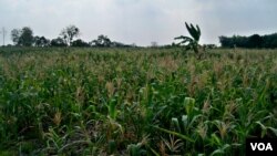 Ladang Jagung di Gresik, Jawa Timur. Jagung menjadi salah satu komoditas pangan andalan Jawa Timur (Foto:Petrus Riski/VOA)