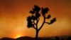 California Proposes Plan to Protect Its Famous Joshua Trees