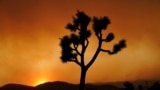 FILE - A Joshua tree is silhouetted in front of the Bobcat Fire at sunset Saturday, Sept. 19, 2020, in Juniper Hills, California. (AP Photo/Marcio Jose Sanchez, File)