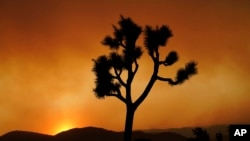 FILE - A Joshua tree is silhouetted in front of the Bobcat Fire at sunset Saturday, Sept. 19, 2020, in Juniper Hills, California. (AP Photo/Marcio Jose Sanchez, File)