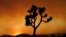 FILE - A Joshua tree is silhouetted in front of the Bobcat Fire at sunset Saturday, Sept. 19, 2020, in Juniper Hills, California. (AP Photo/Marcio Jose Sanchez, File)