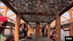 Fishers in Malawi use a solar tent to dry their daily catch. (Source: VOA)