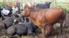 Huíla: Fazendeiros pedem mais investimentos para a agropecuária