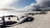 Hundreds of Whales Die on New Zealand Beaches