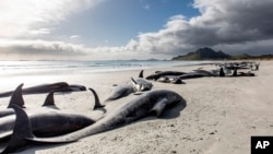 A string of dead pilot whales line the beach at Tupuangi Beach, Chatham Islands, in New Zealand's Chatham Archipelago, Saturday, Oct. 8, 2022. (Tamzin Henderson via AP)