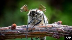A maybug beetle (Melolontha) climbs on a plant at a garden outside Moscow.