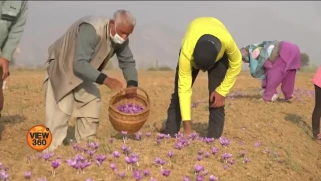 بھارتی کشمیر میں زعفران کی فصل تیار، کٹائی جاری بھارتی کشمیر میں زعفران کی فصل تیار، کٹائی جاری