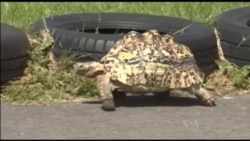Fastest Tortoise, Biggest Cowboy Boots Newest World Record-holders