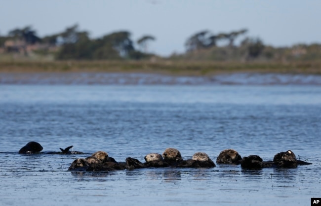 FILE - Sea otters are seen together along the Elkhorn Slough in Moss Landing, Calif., on March 26, 2018. (AP Photo/Eric Risberg, File)