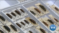 นักวิจัยพบประชากรและชนิดของแมลงลดลงอย่างรวดเร็ว